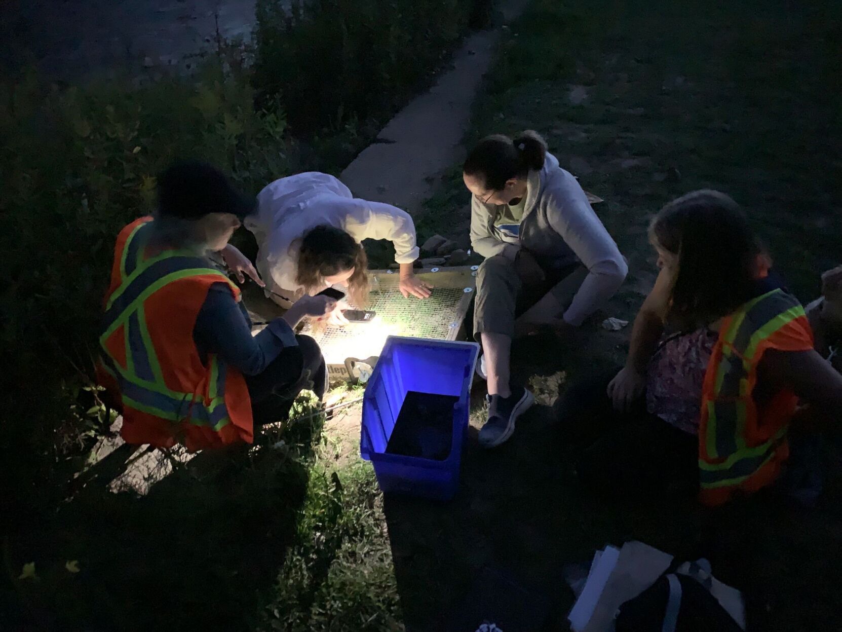 turtles volunteers.jpg